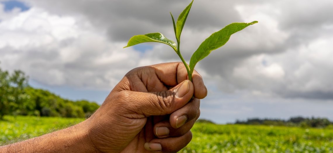 Le nuovi professioni green delle partite IVA