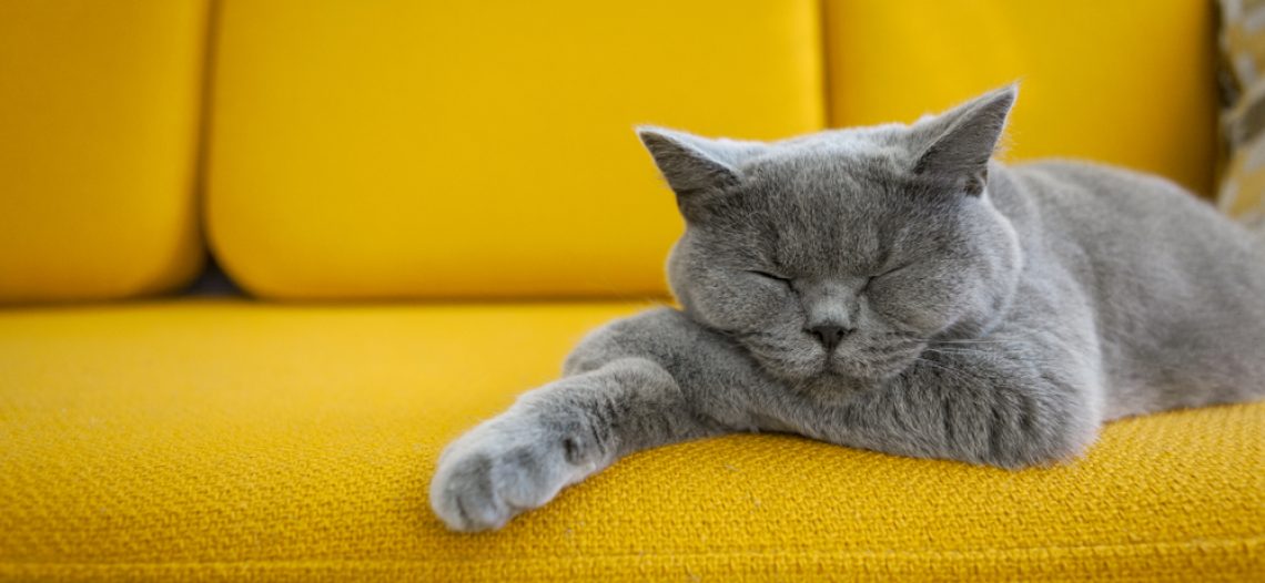 Quante ore al giorno dormono i gatti?