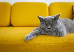 Quante ore al giorno dormono i gatti?