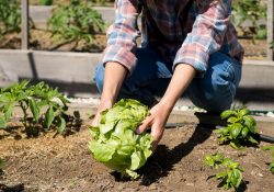 Avviare un orto domestico: consigli e suggerimenti