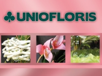 fiori, fioraio, fiorista, fioristi, vetrinistica, bomboniere, bastri, fiocchi, 