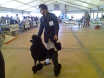 Cocker spaniel gara di toelettatura