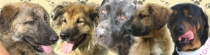 associazione per cani bisognosi